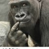 Cómo piensan los animales