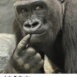 Cómo piensan los animales