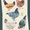 Postal de gallinas