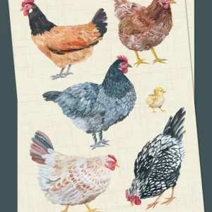 Postal de gallinas